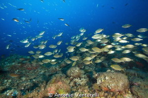 diving in Scilla, Italy.
(wide angle zoom,1/125,f/8,iso100) by Antonio Venturelli 